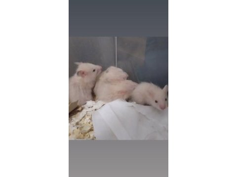 Saf teddy bear hamster yavruları