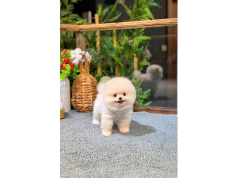 Pomeranian katya