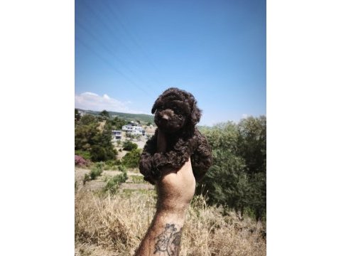 Çikolata poodle yavrularımız