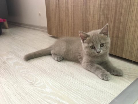 Lilac yavrularımız scottish fold