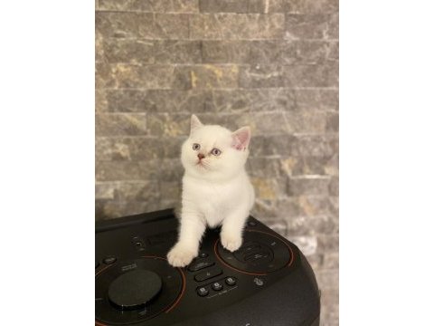 Bebek yüz brıtısh shorthair yavrularım 