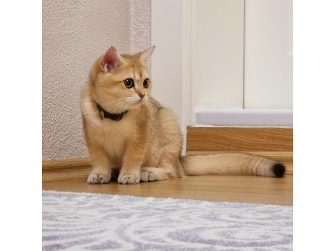 British shorthair ny11 dişi ve erkek yavrular