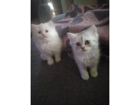 Yavru british longhair