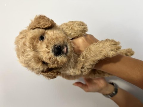 Harika güzellikte maltipoo yavrular