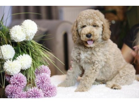 Mükemmel karakterleri ile labradoodle yavrularımız