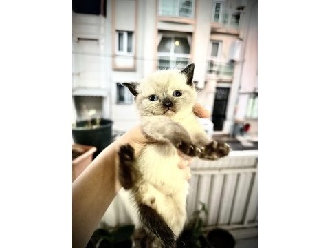 Scottish fold cinsi kedilerimi sahiplendirmek istiyorum