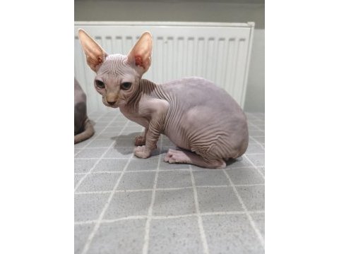 Nakedbeautysphynxcattery kediler