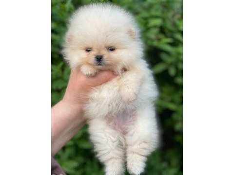 Pomeranian beyaz yavrumuz
