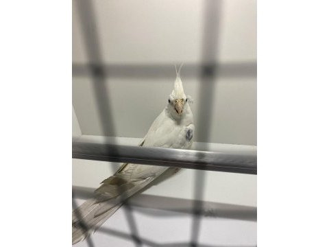 Bembeyaz wi-fi kırmızı göz sultan papağanı