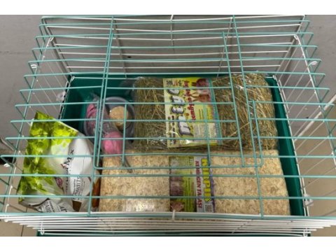 Ginepig yavrular gün içi gönderim sağlanmakta