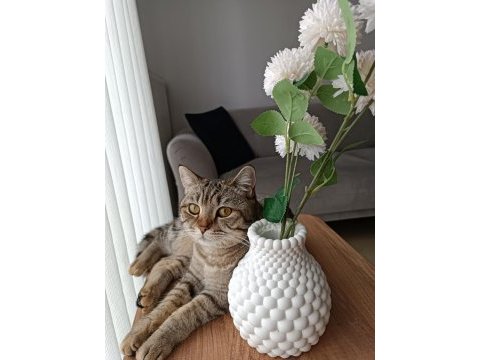 1 yaşında uysal british shorthair