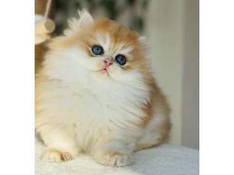 Safkan golden ny 12 muhteşem tip british longhair