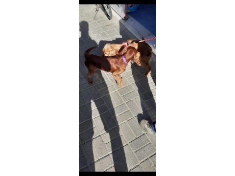 %100 ırk garantili şecereli cocker