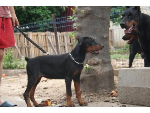 Kif a secereli yurtlarından gelme doberman damizliklar