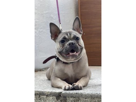 Dişi french bulldog 9 aylık