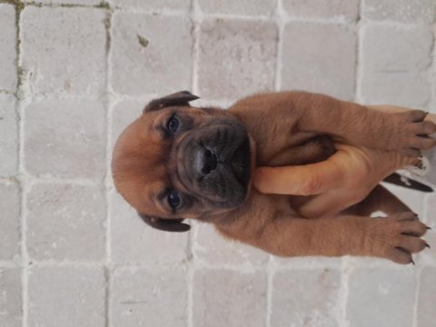 Çok tatlı boxer yavrum