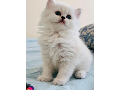 Yılbaşı çiçekleri british longhair