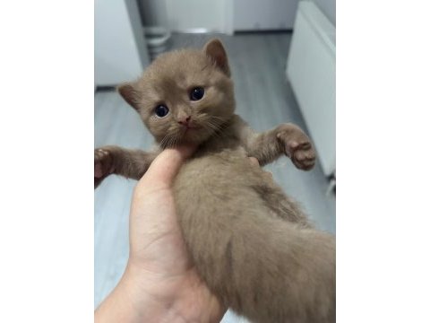 British shorthair erkek