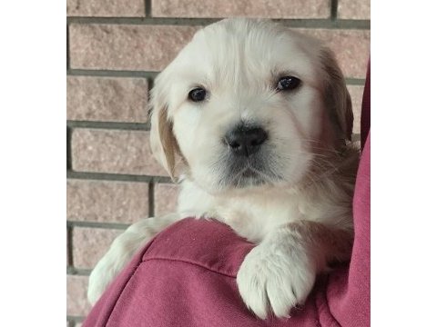 Golden retriever kapıda ödeme hizmetimiz vardır