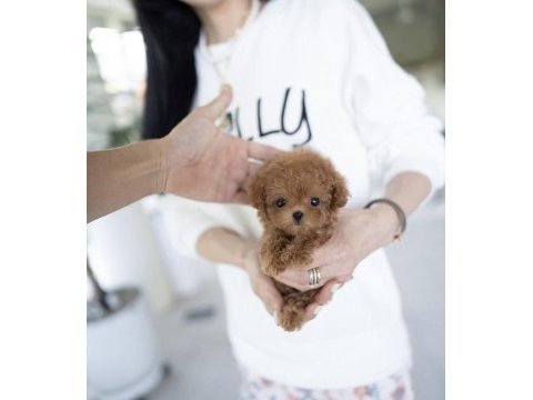 Korean toy poodle yavrularım