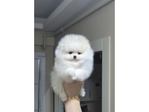 Üst kalite mini boy orijinal ırk pomeranian boo dişi