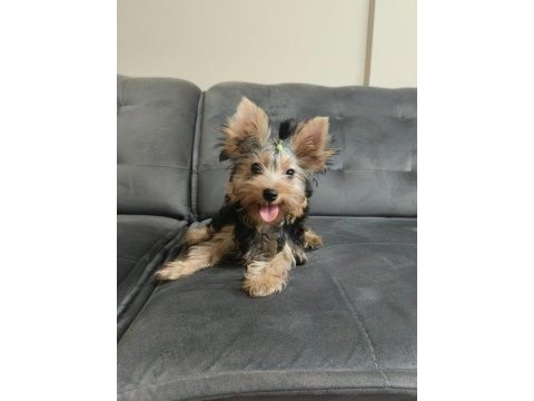 Micro boy yorkshire terrier bebekler