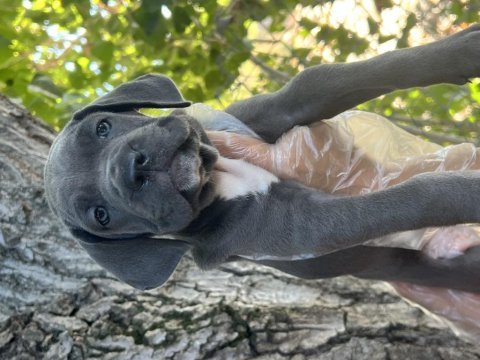 Üst kalite cane corso yavrular
