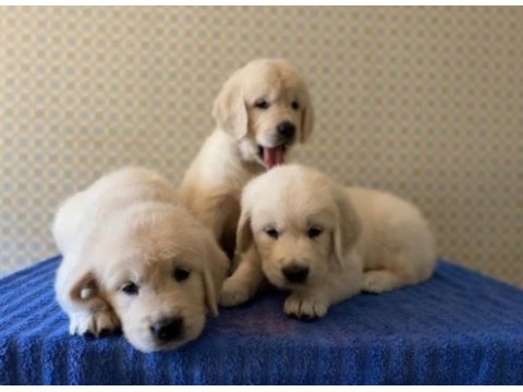 Erkek dişi golden retriever yavrularımız