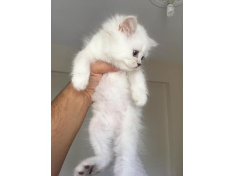 Full scr british longhair