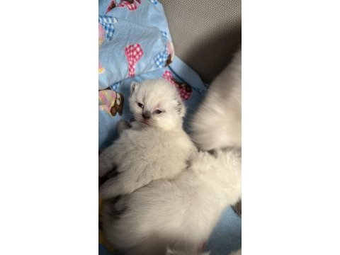 British shorthair blue point