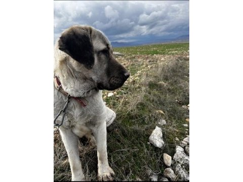 Orjinal malaklı yavru köpekler