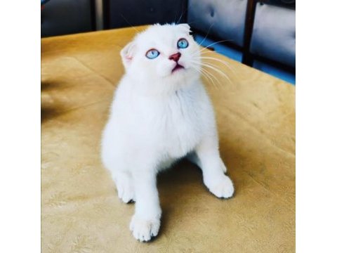 Safkan british shorthair ve longhair golden