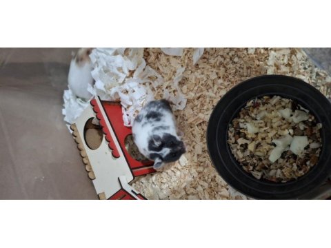 Yavru suriye hamster