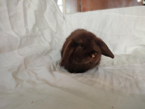 Cüce lop/miniatur lop cüce tavşan çiftliği alanya