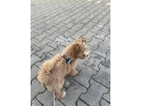 4 aylık maltipoo