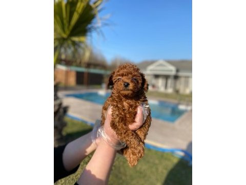 Tea cup  orjinal toy poodle yavrulari