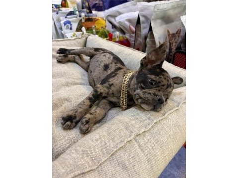 Bebek french bulldog merle