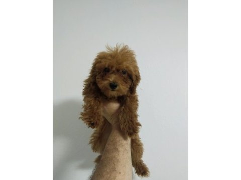 Toy poodle köpeğimiz