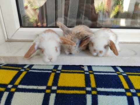Hollanda teddy lop tavşan