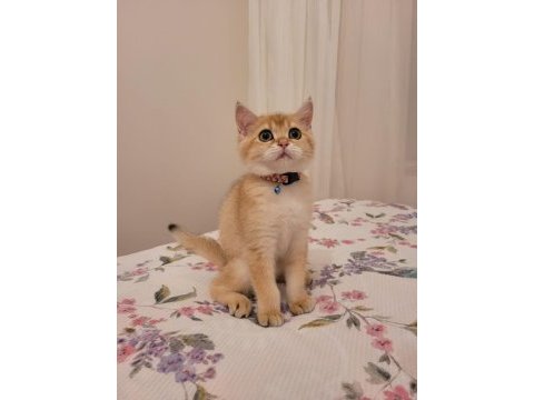 Golden british shorthair