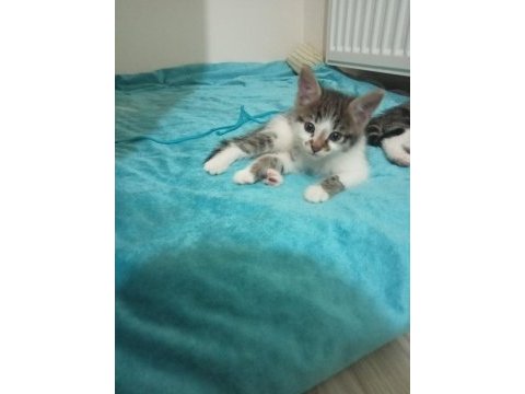 45 günlük tekir erkek kedi
