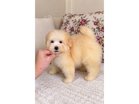 Biblo maltipoo oğlumuz