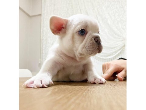 Nadir bulunan lilac tan platinum erkek french bulldog