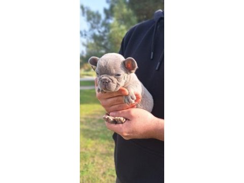 French bulldog yavrularımız