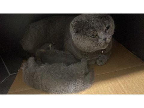 Yeni yavru scottish fold