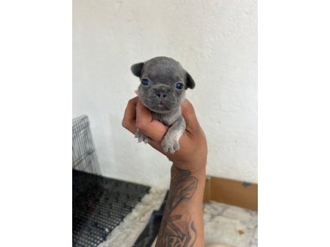 Lilac tan blue tan ve fawn french bulldog yavrular