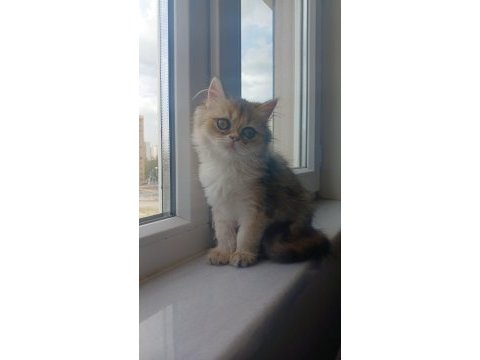 Kalite golden aa kalite british longhair