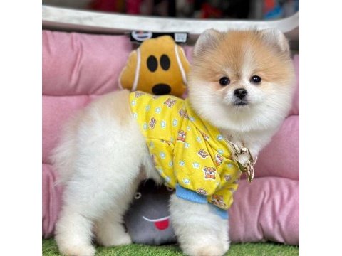 Sevimli pomeranian boo köpeklerimiz