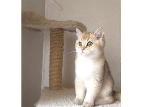 Safkan british shorthair erkek yavru