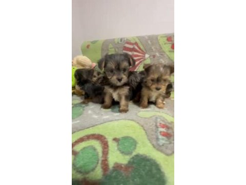Egzotik yorkshire terrier merle desen